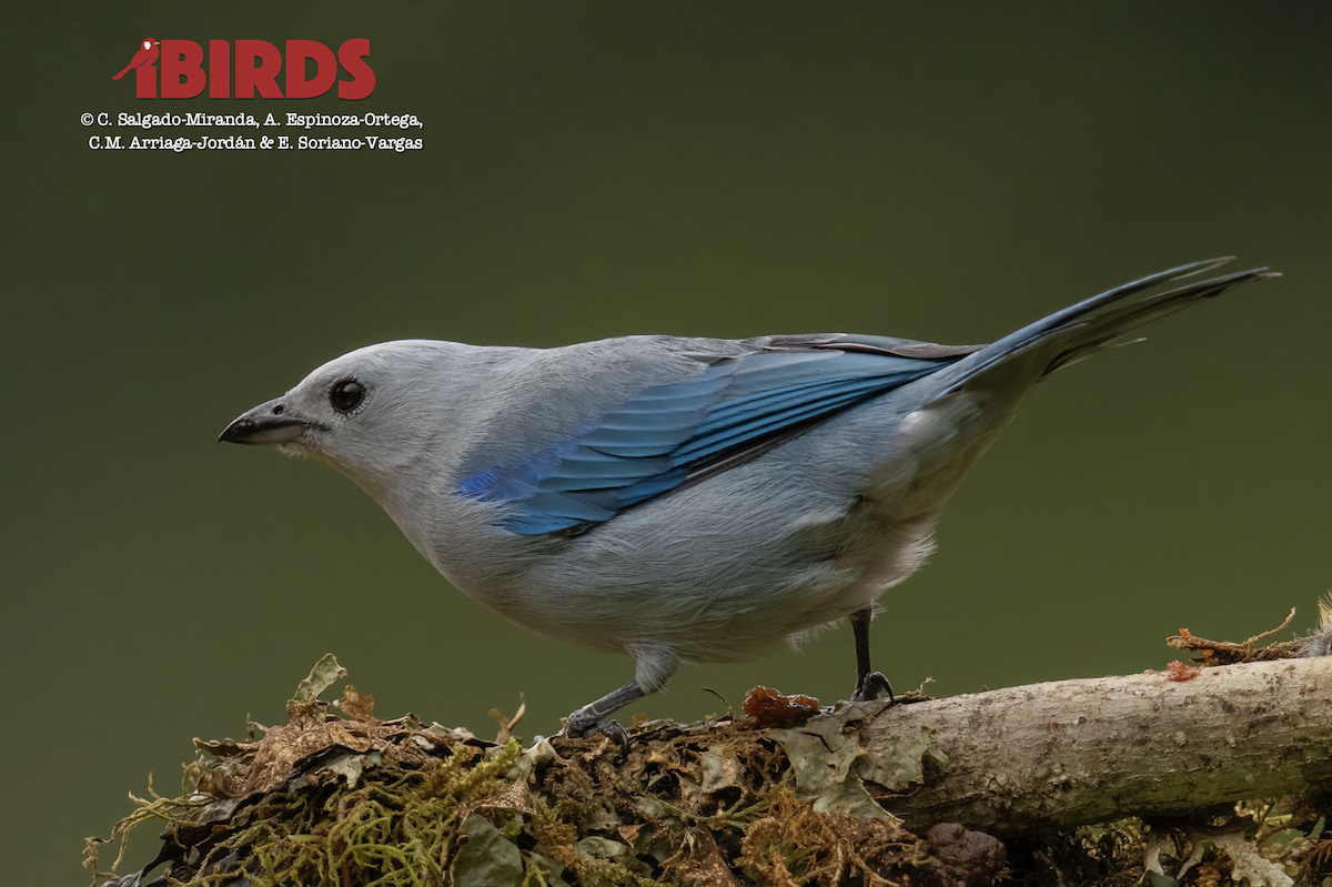 Blue-gray Tanager - ML620468043