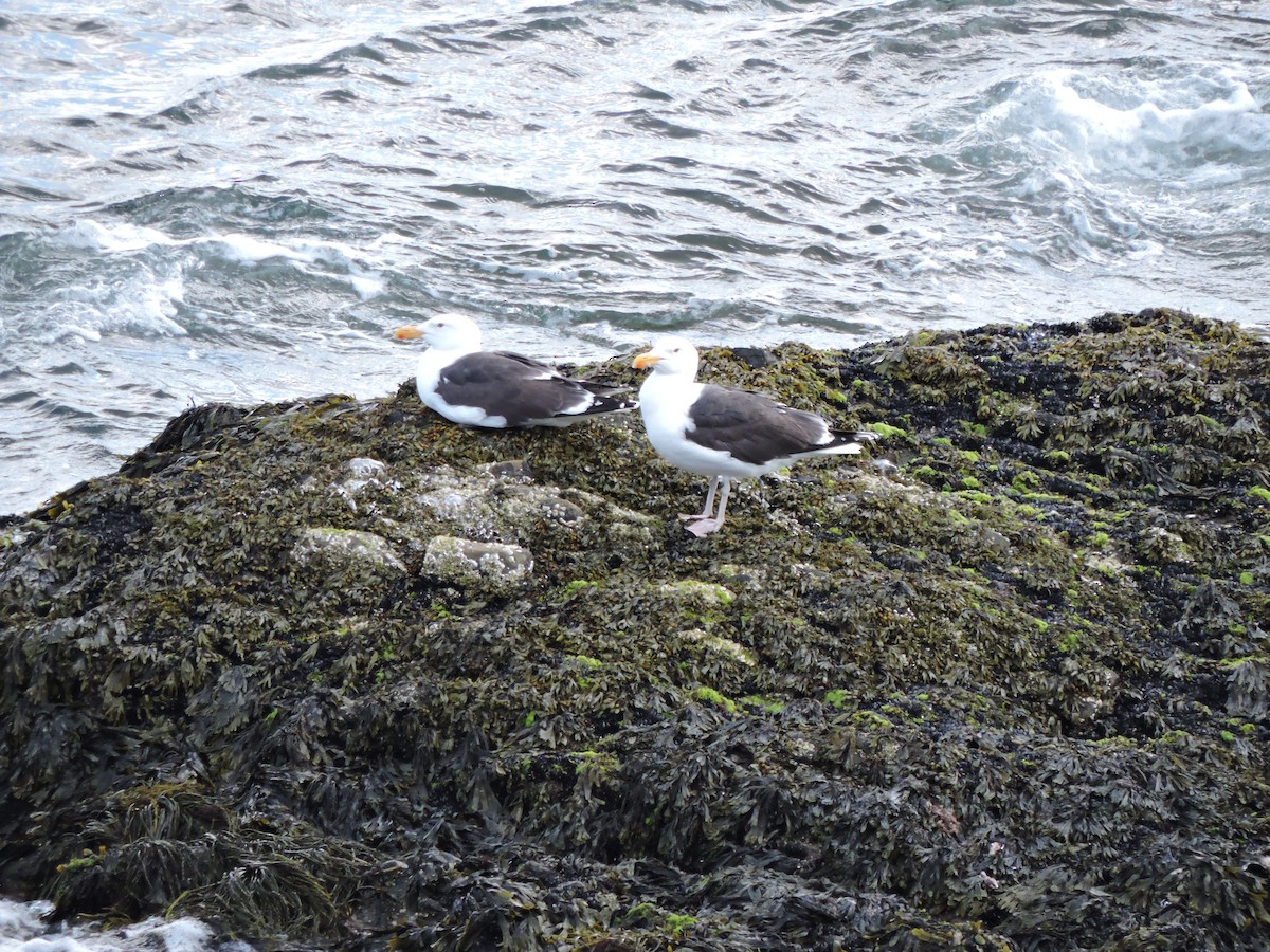 Great Black-backed Gull - ML620468044