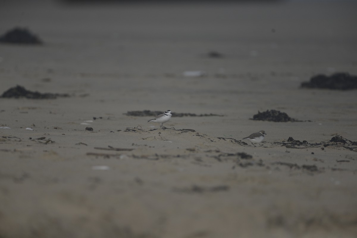 Snowy Plover - ML620468045