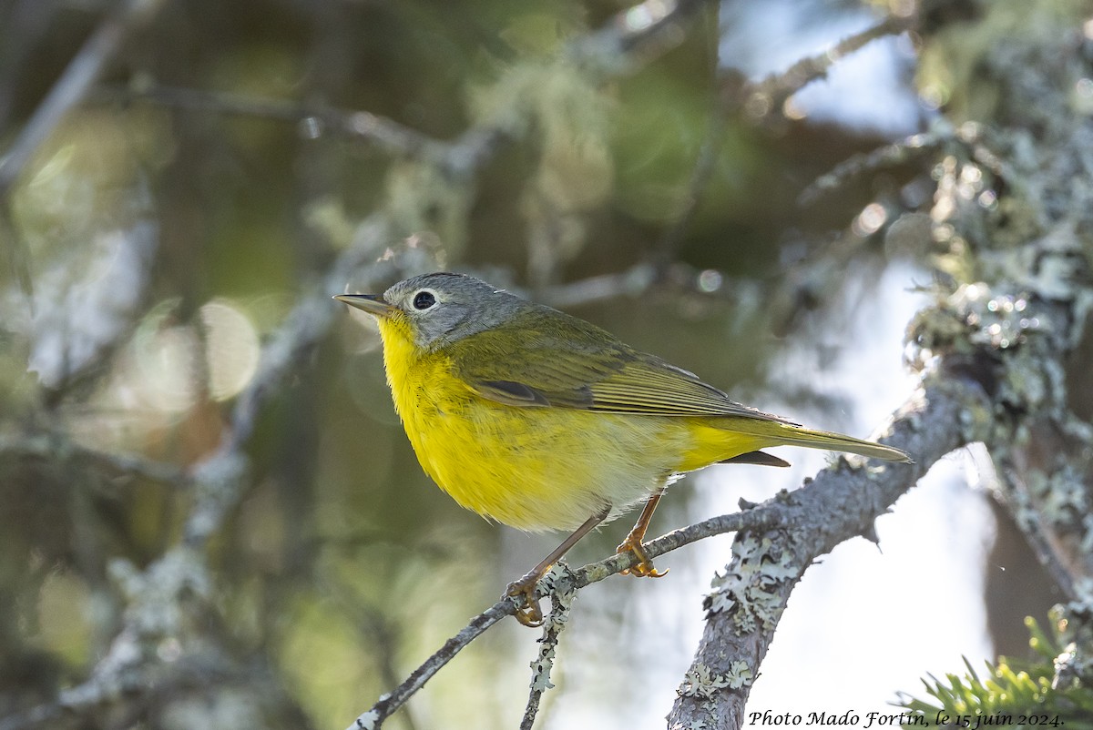 Nashville Warbler - ML620468048