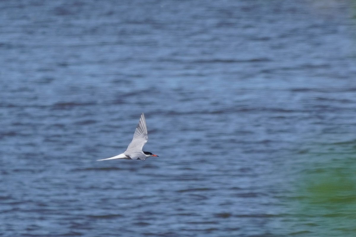 Common Tern - ML620468052