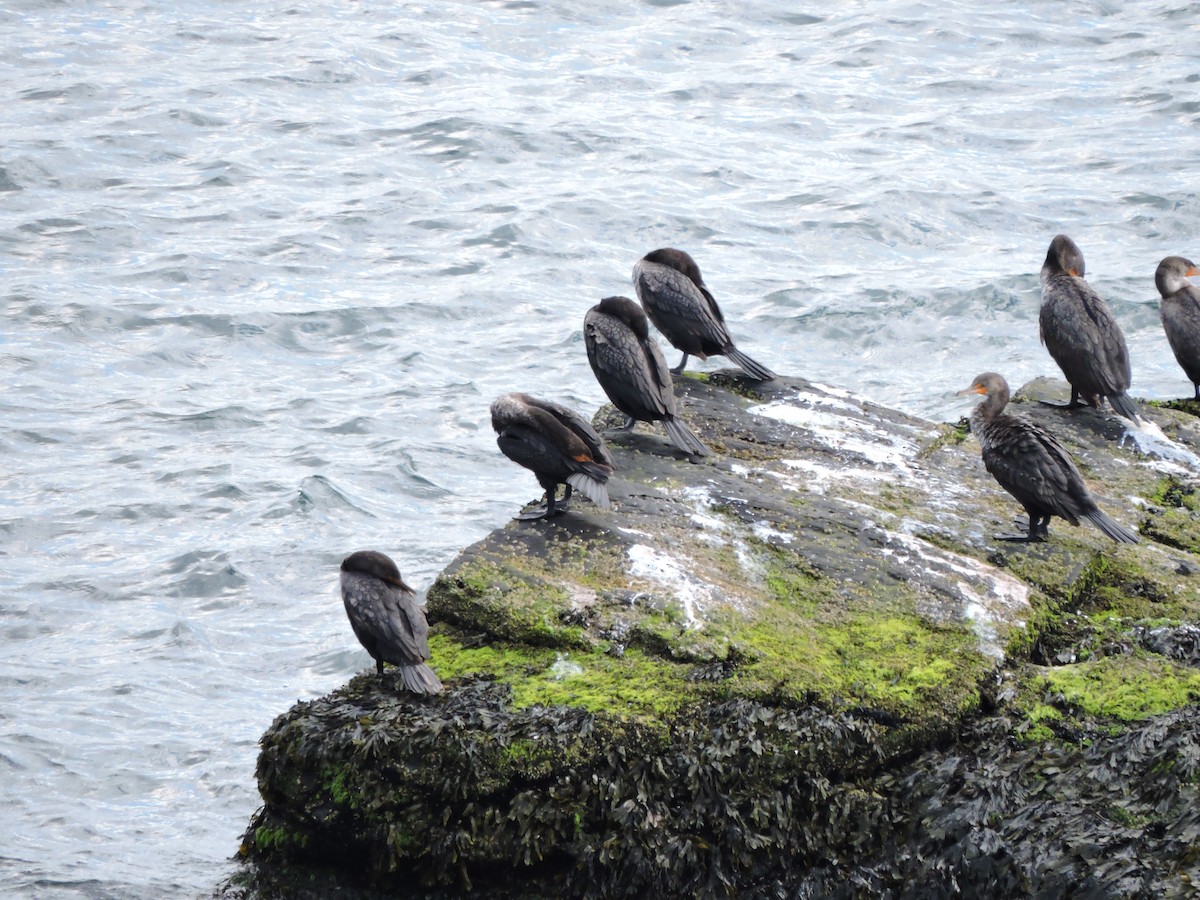 Double-crested Cormorant - ML620468053