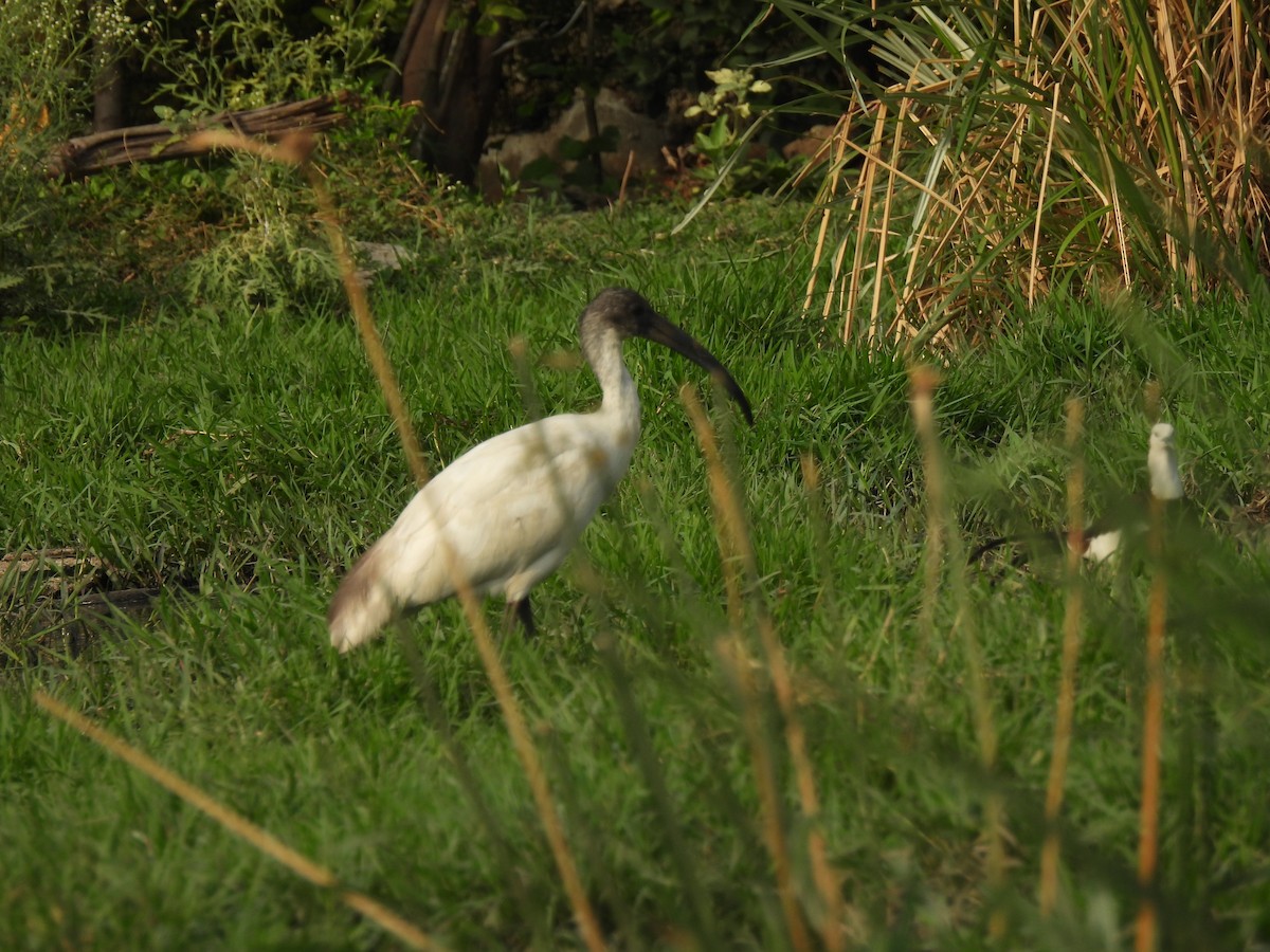 ibis černohlavý - ML620468054