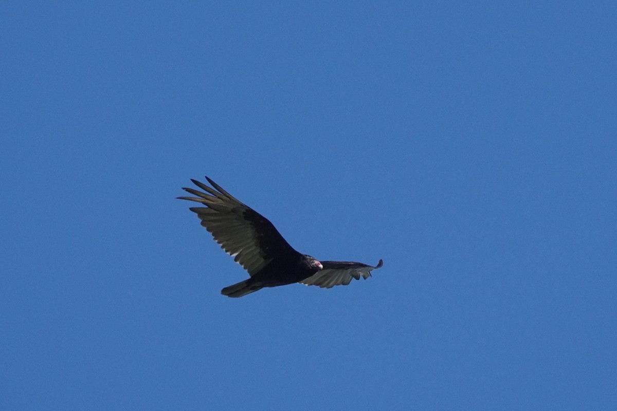 Turkey Vulture - ML620468055