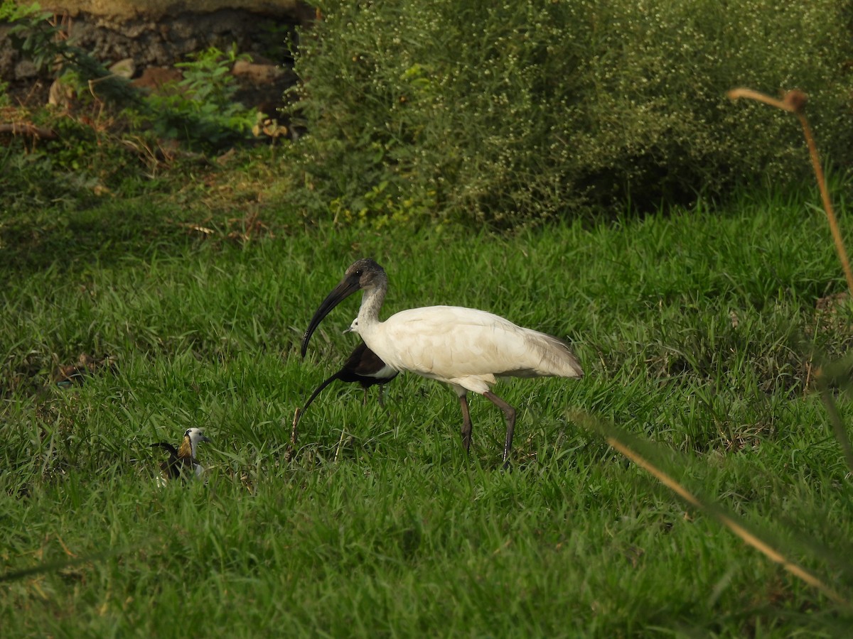 Black-headed Ibis - ML620468056