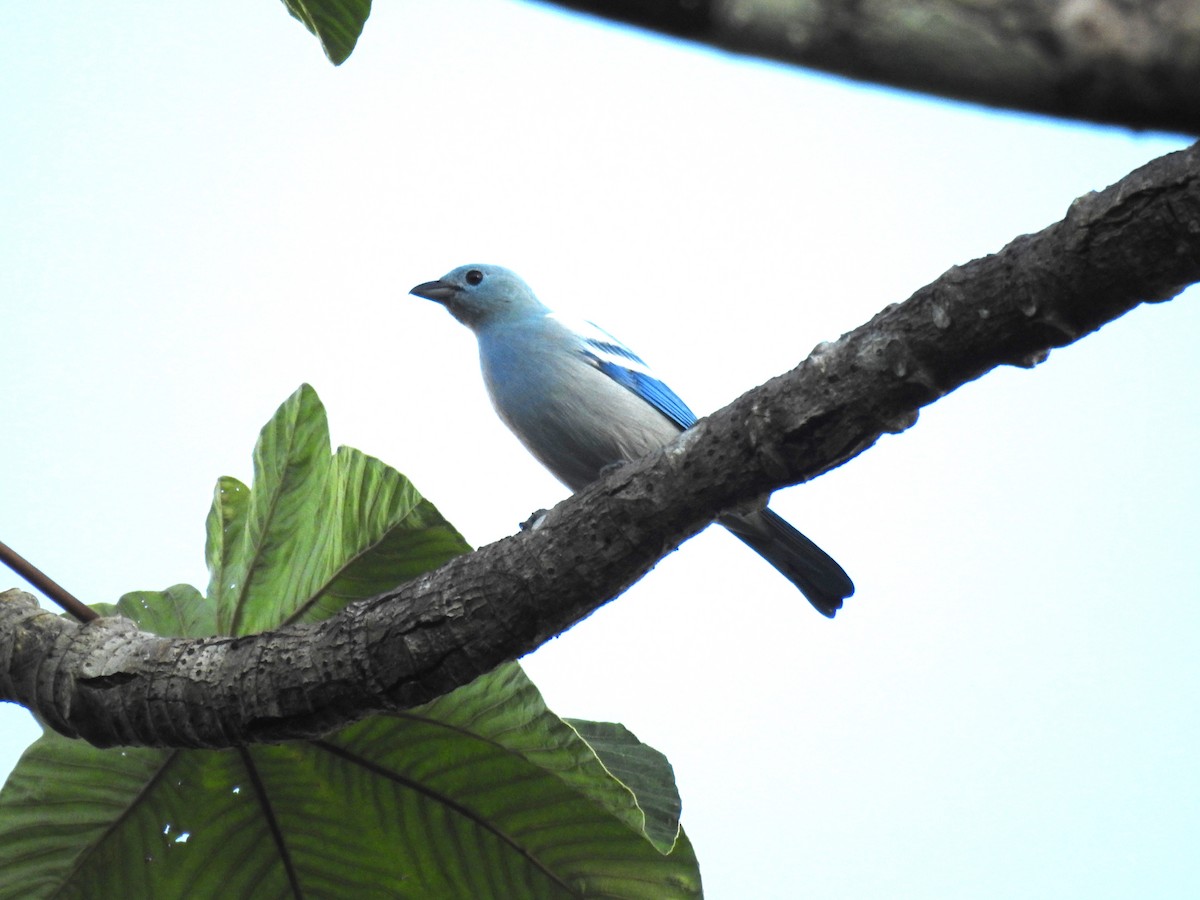 Blue-gray Tanager - ML620468058