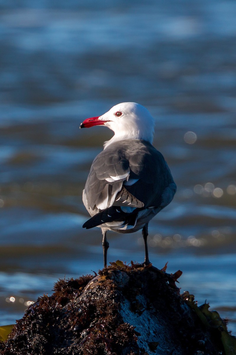 Heermann's Gull - William Clark