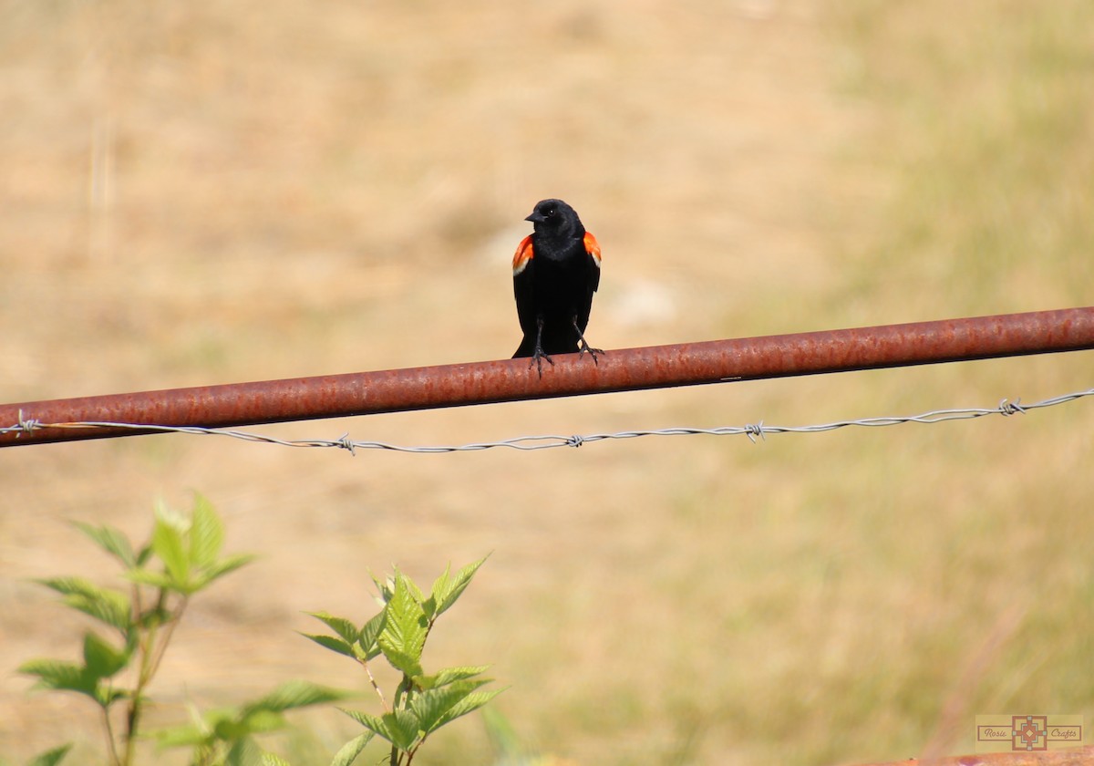 Red-winged Blackbird - ML620468063