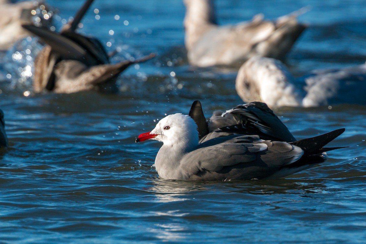 Gaviota Mexicana - ML620468069