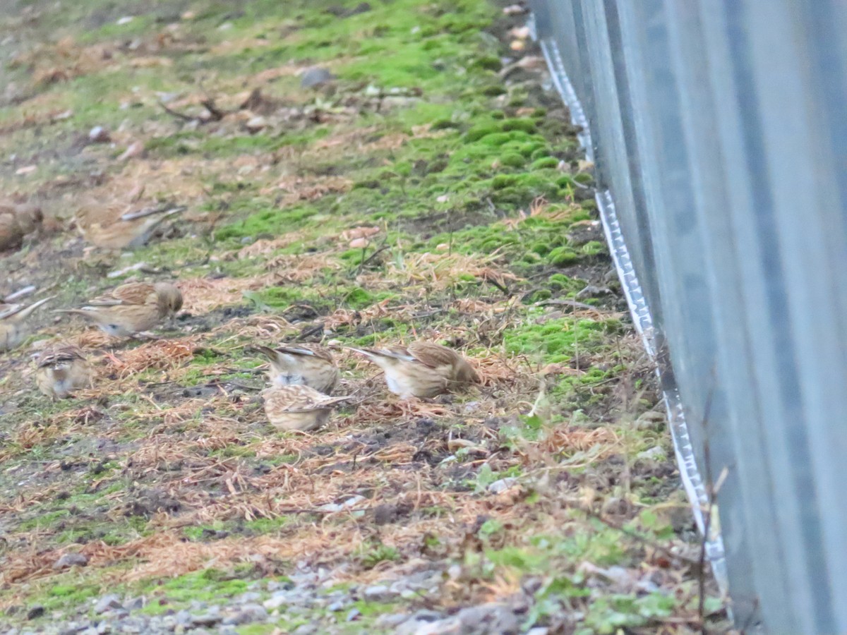 Eurasian Linnet - ML620468076