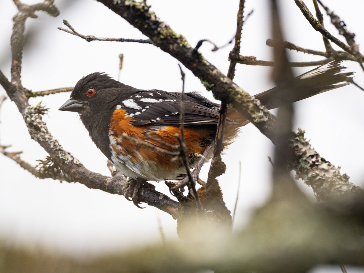 Spotted Towhee - ML620468078