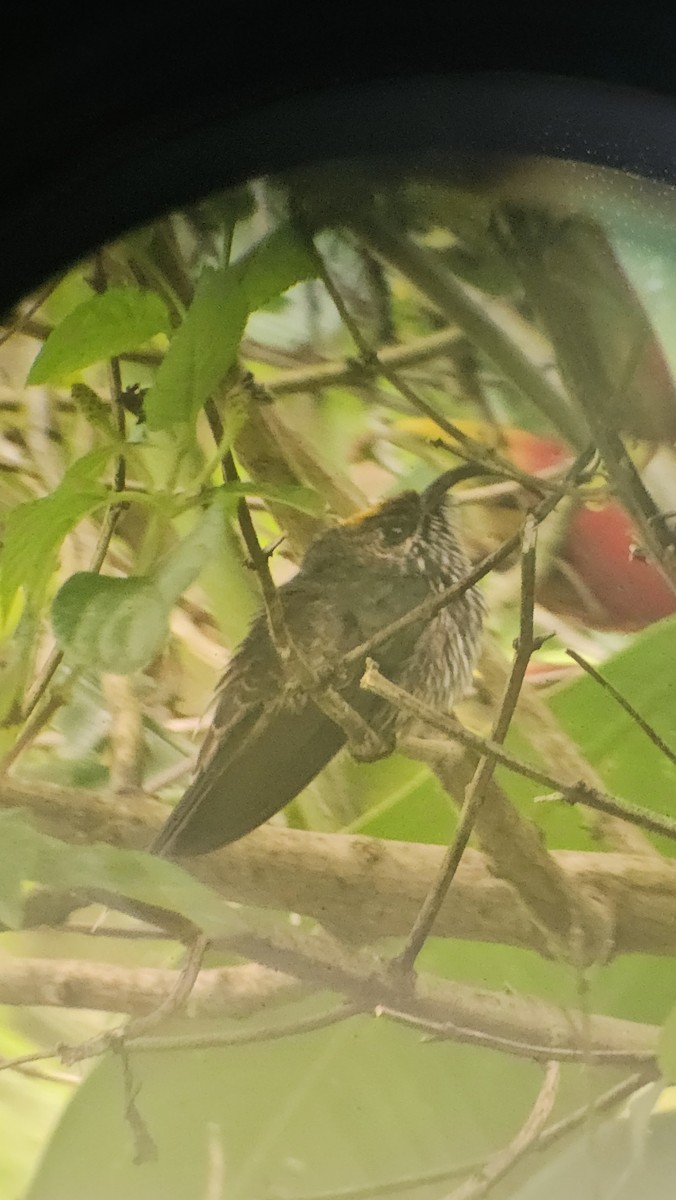 White-tipped Sicklebill - ML620468080