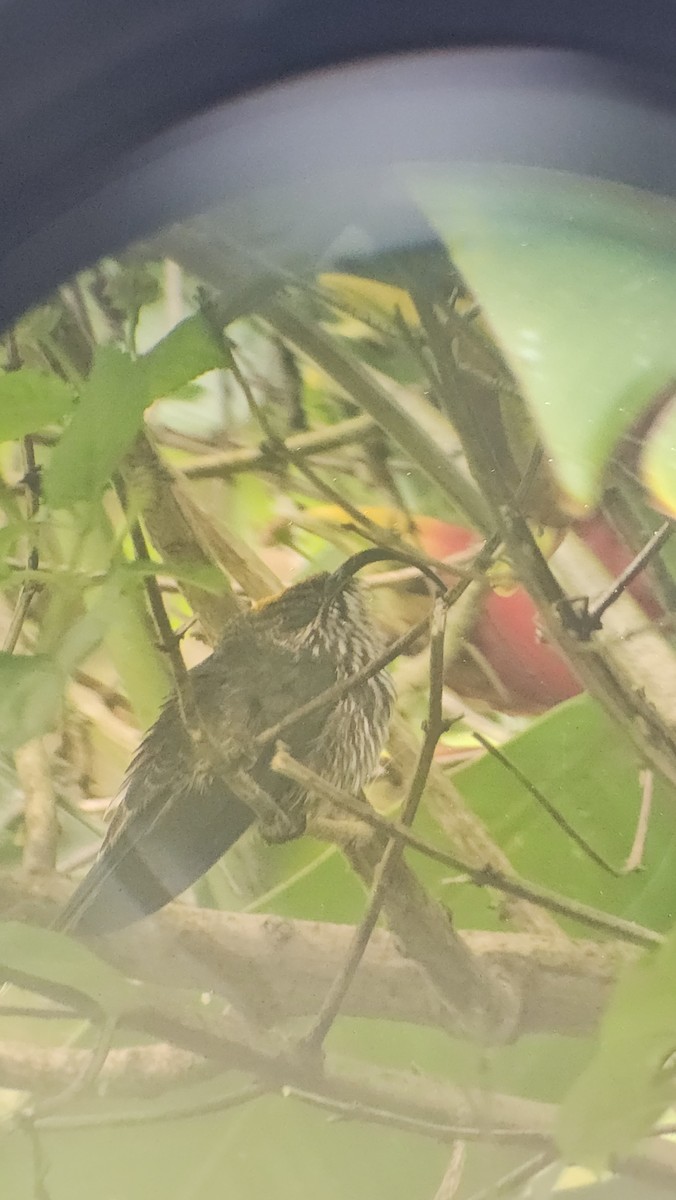 White-tipped Sicklebill - ML620468081