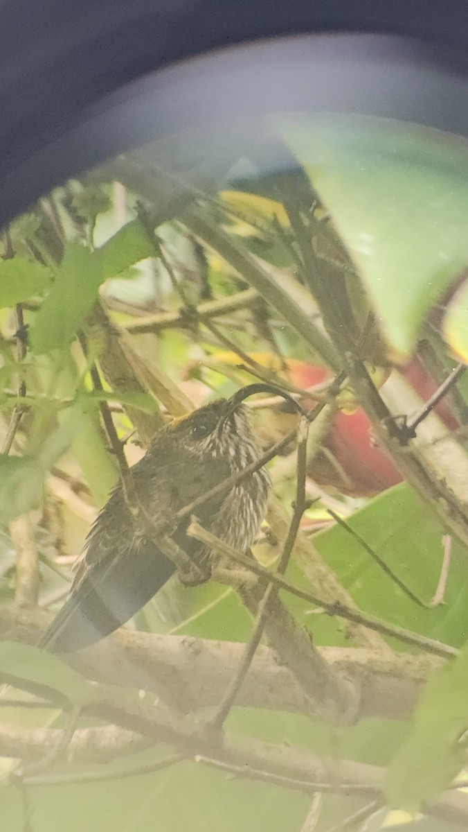 White-tipped Sicklebill - ML620468082