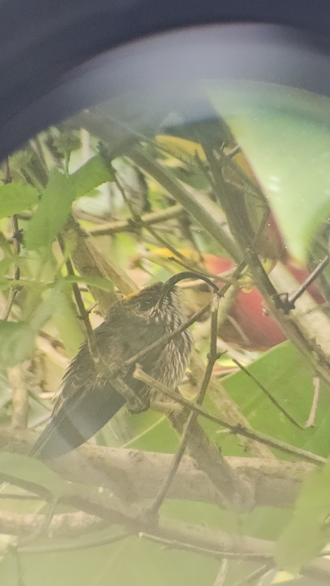 White-tipped Sicklebill - ML620468083