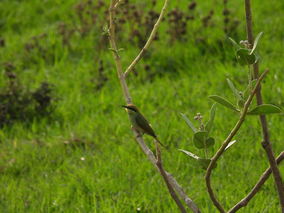 Asian Green Bee-eater - ML620468086