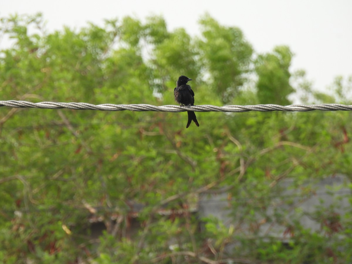 Black Drongo - ML620468088