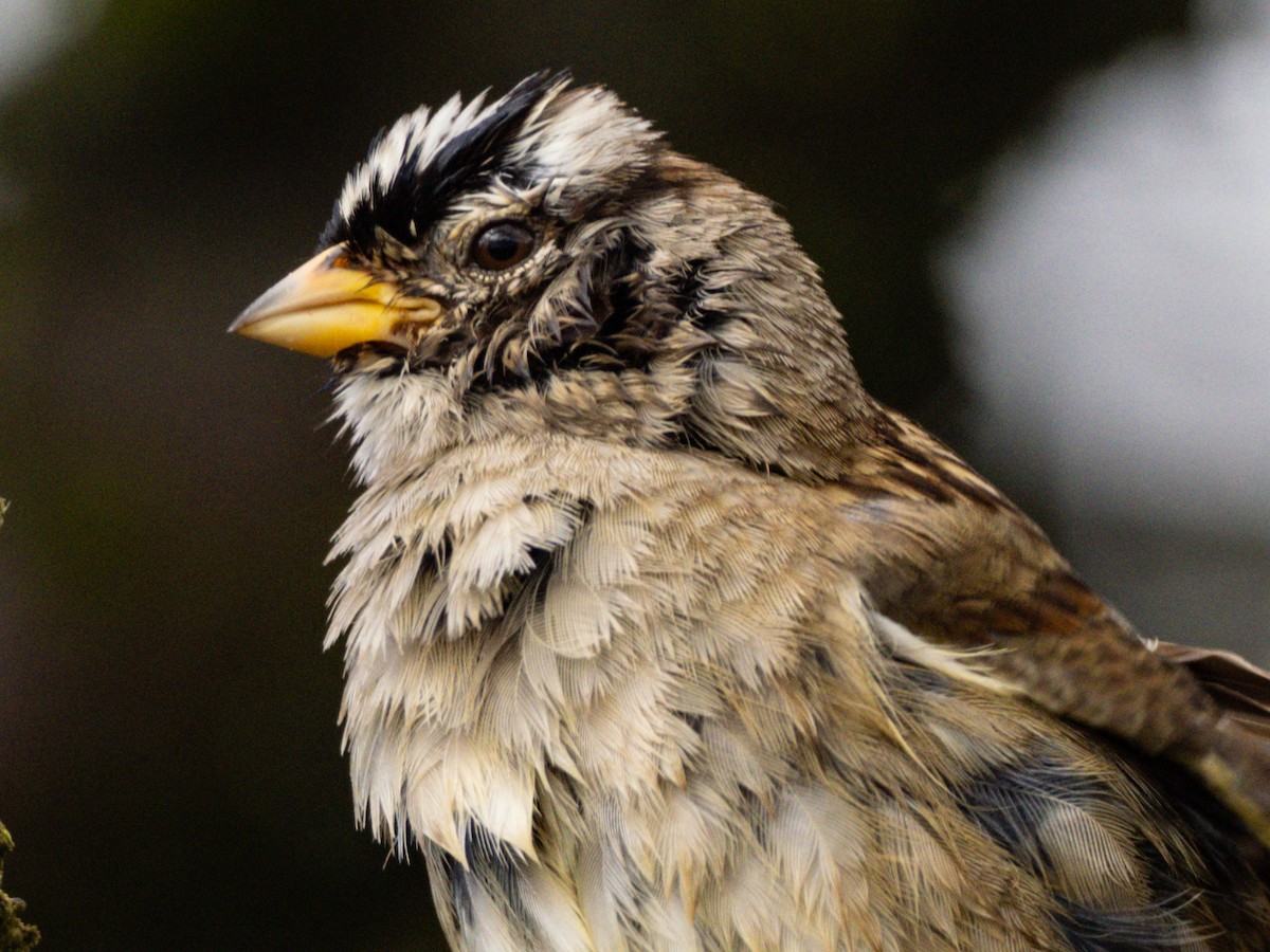 White-crowned Sparrow - ML620468090