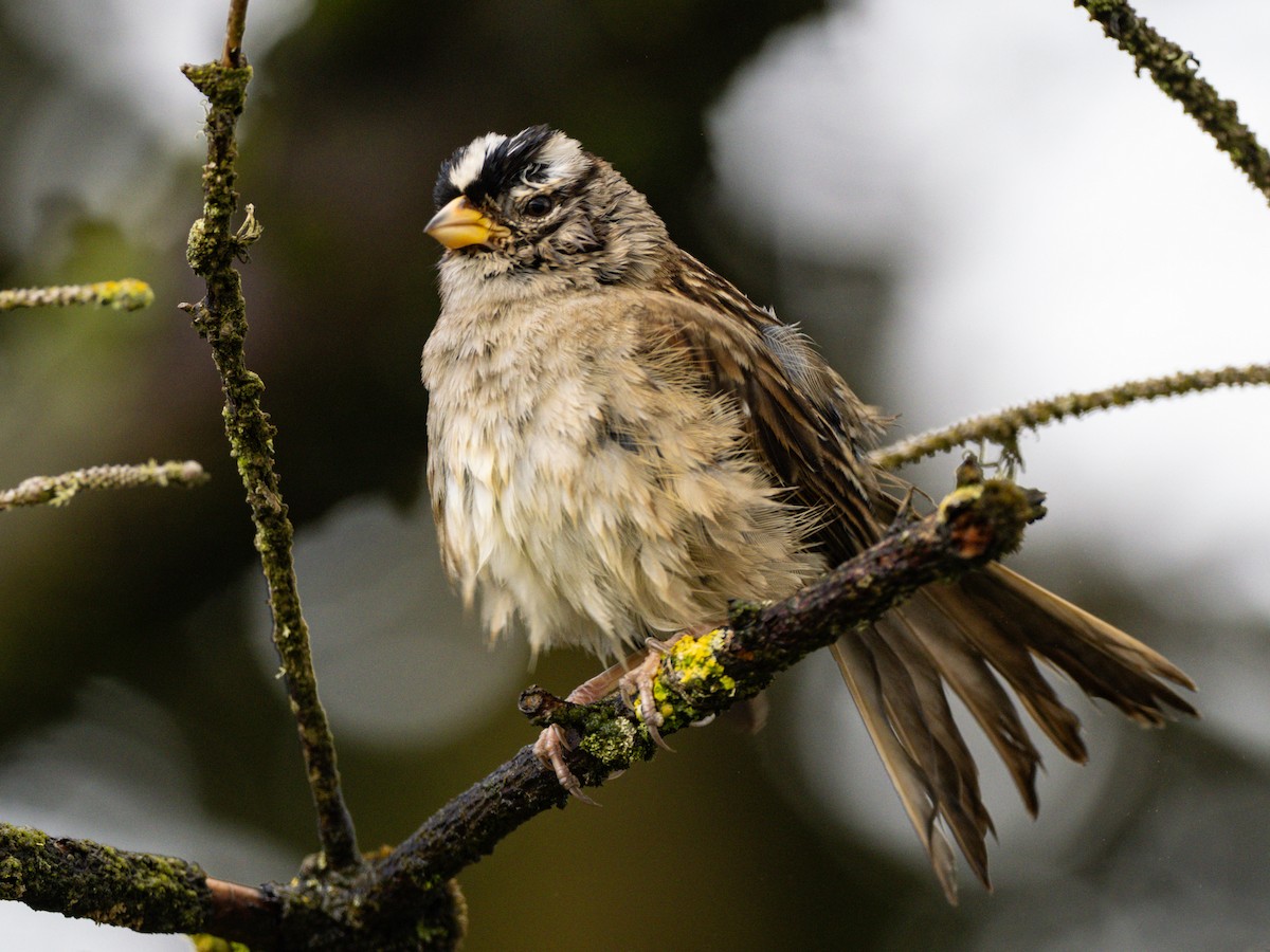 White-crowned Sparrow - ML620468091