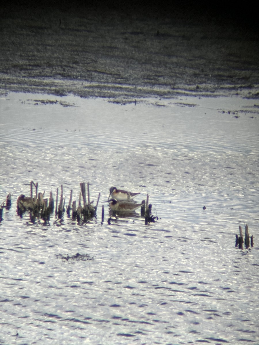 Wilson's Phalarope - ML620468092