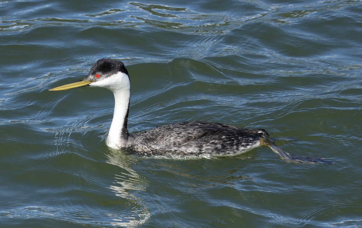 Western Grebe - ML620468101