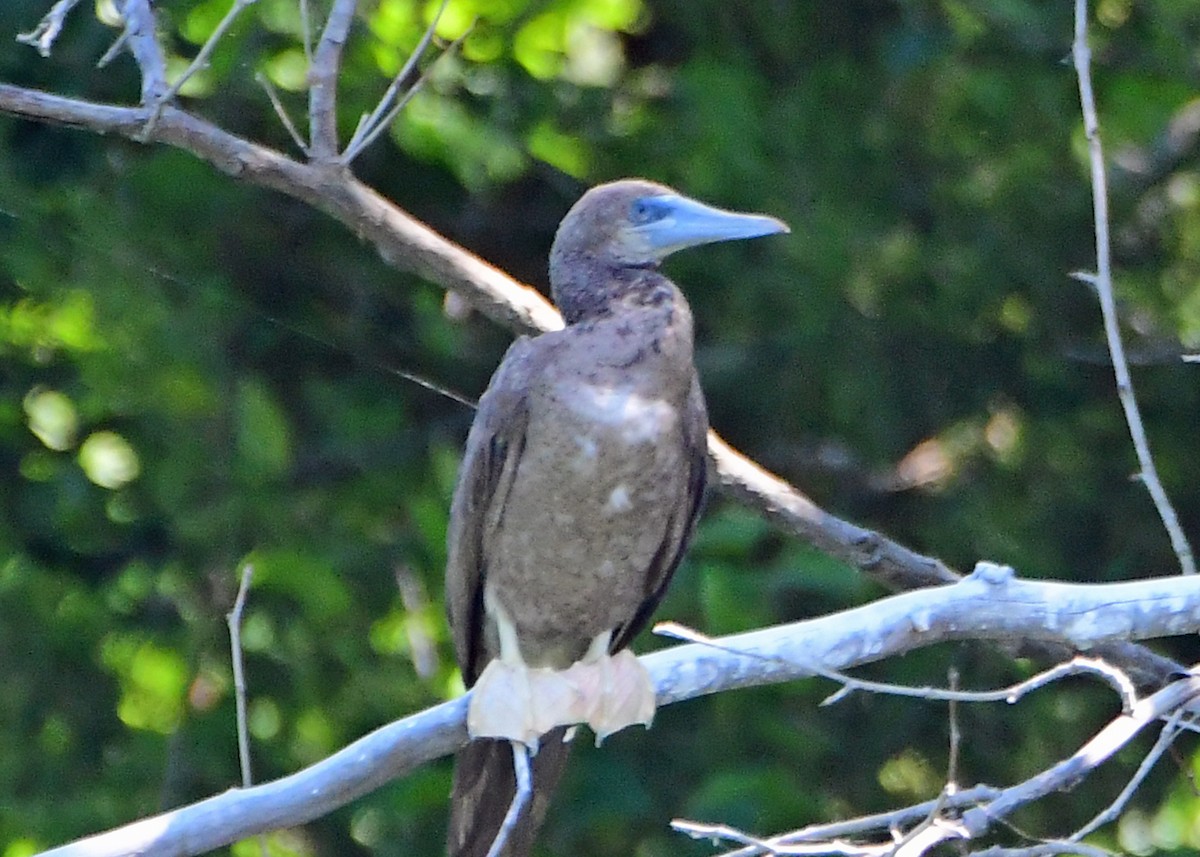 Brown Booby - ML620468103