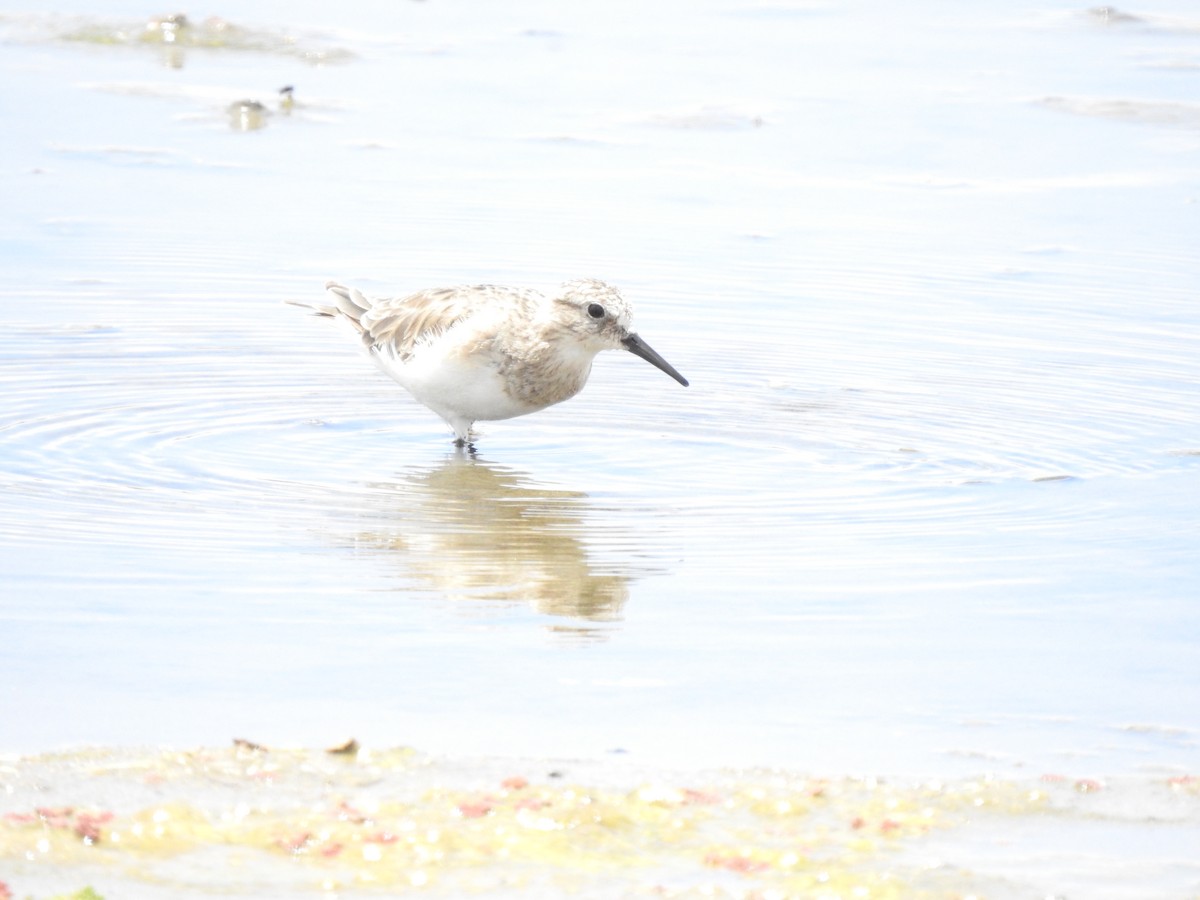 Baird's Sandpiper - ML620468109