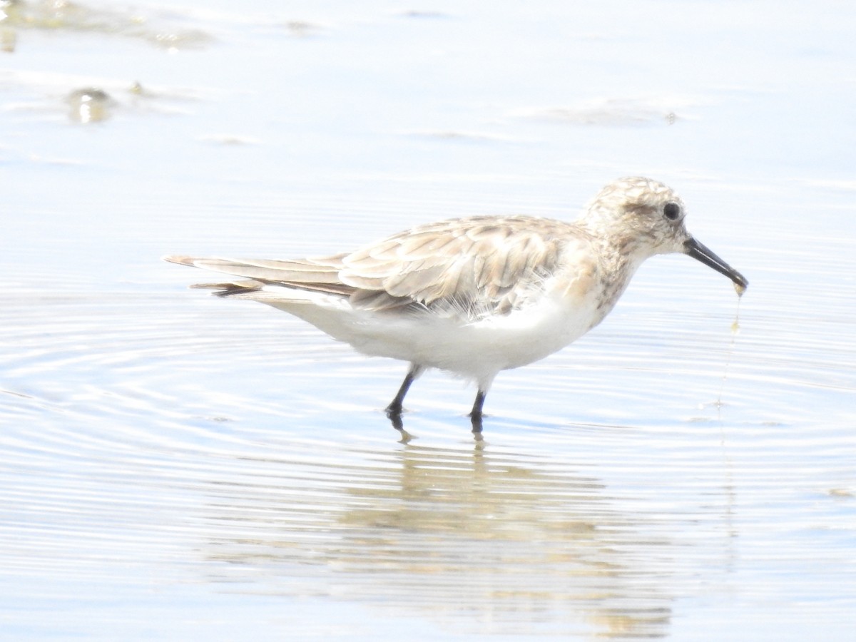 Baird's Sandpiper - ML620468111