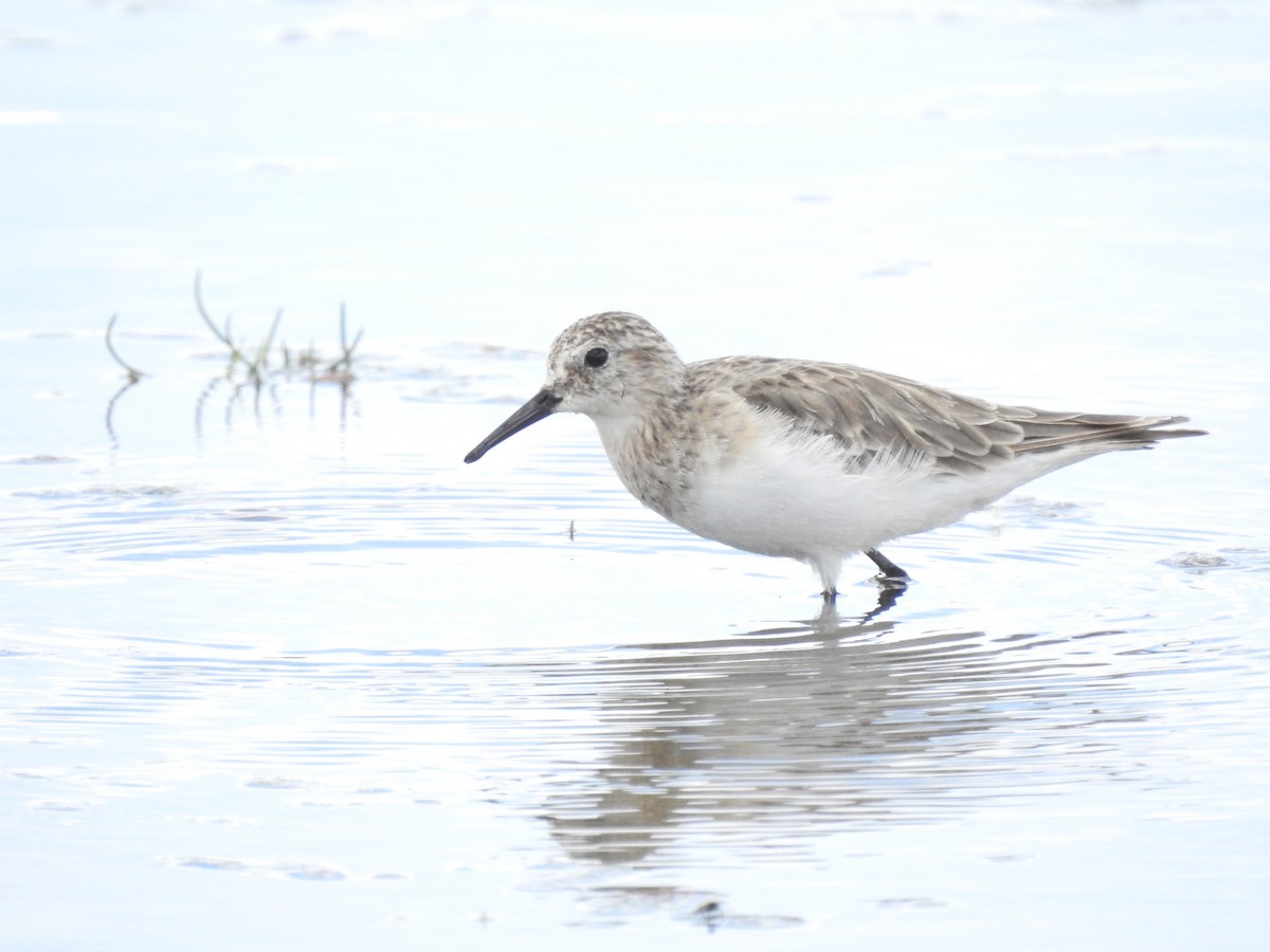 Baird's Sandpiper - ML620468112