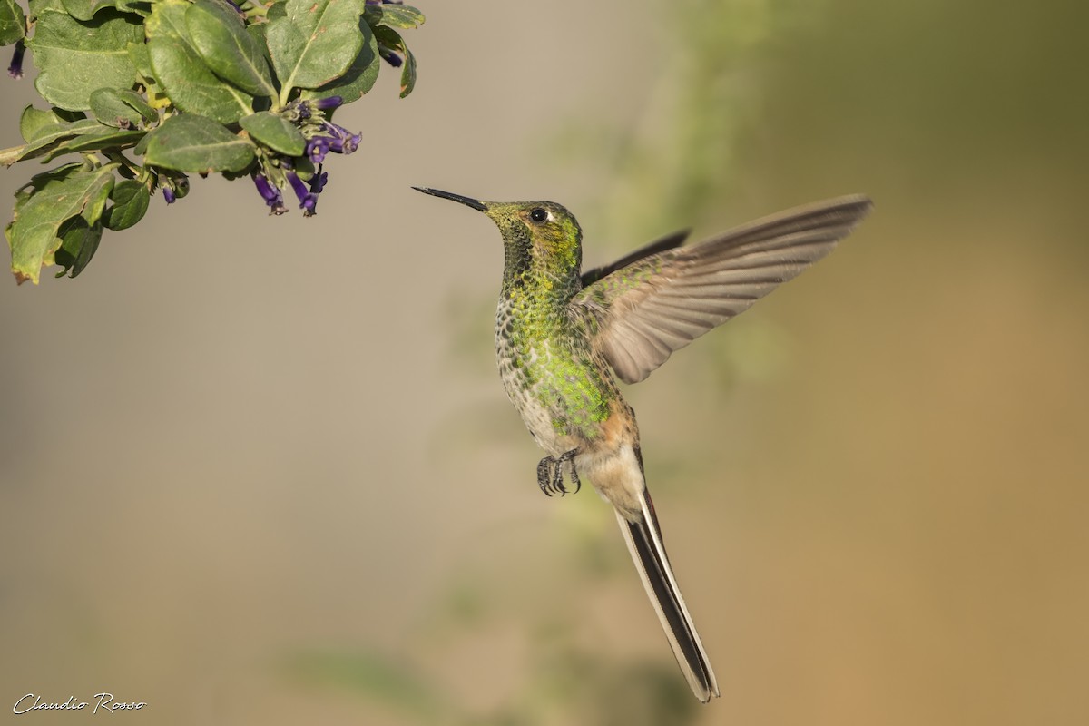 Colibrí Cometa - ML620468113