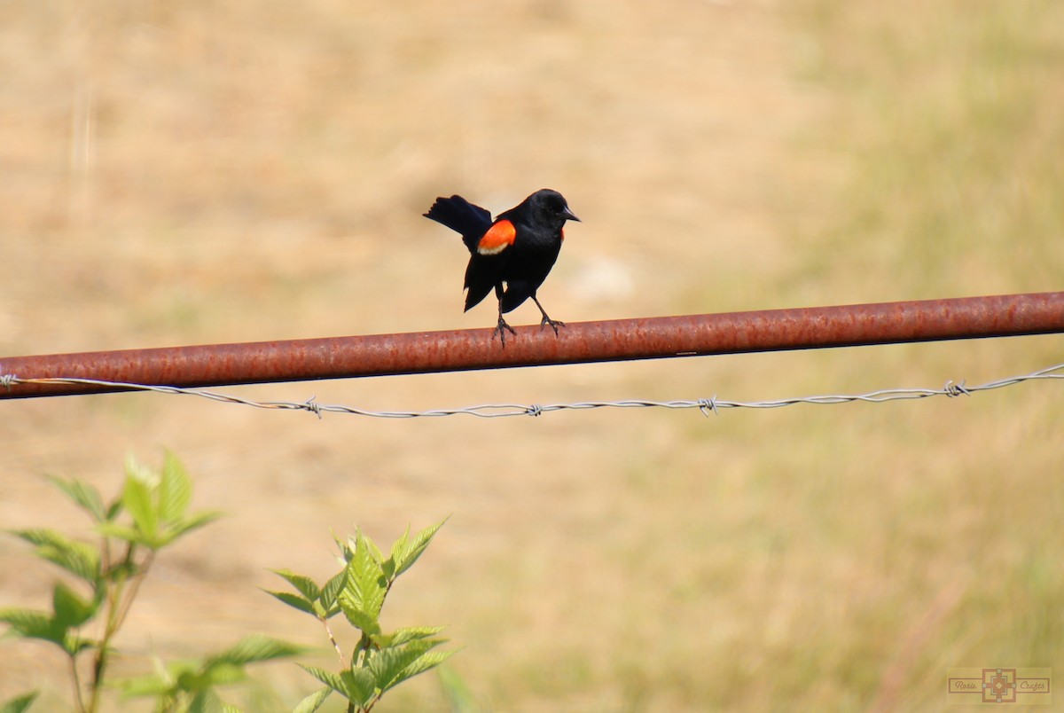 Red-winged Blackbird - ML620468116