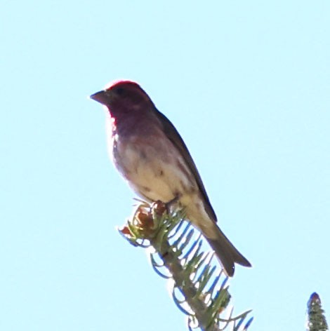 Purple Finch - ML620468118