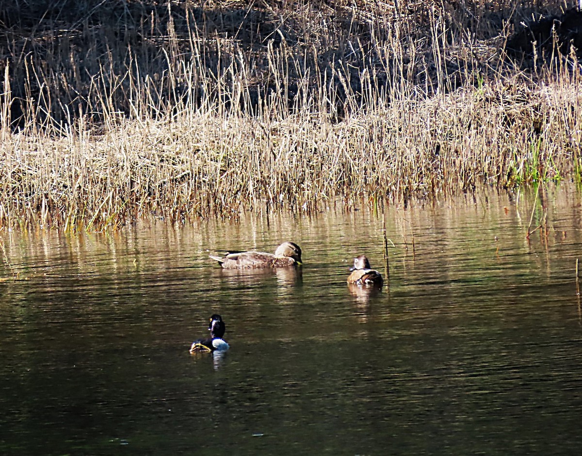 American Black Duck - ML620468119