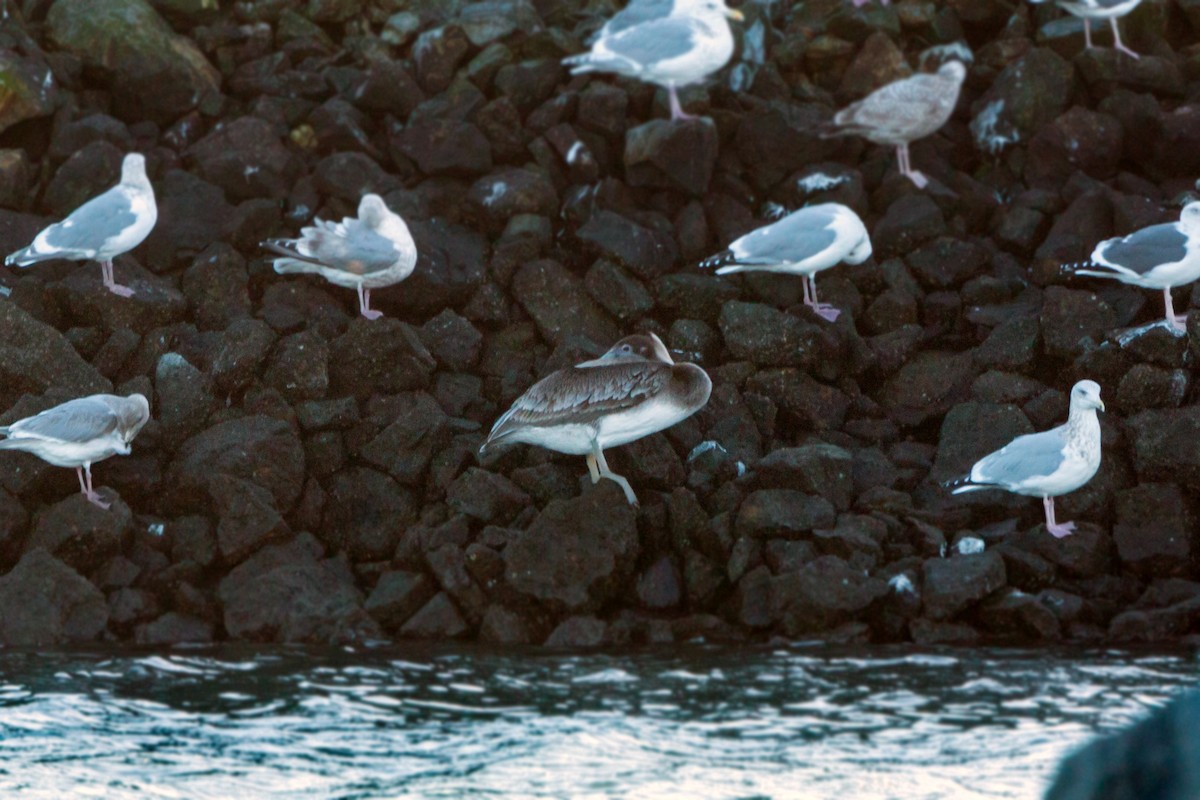 Brown Pelican - ML620468120