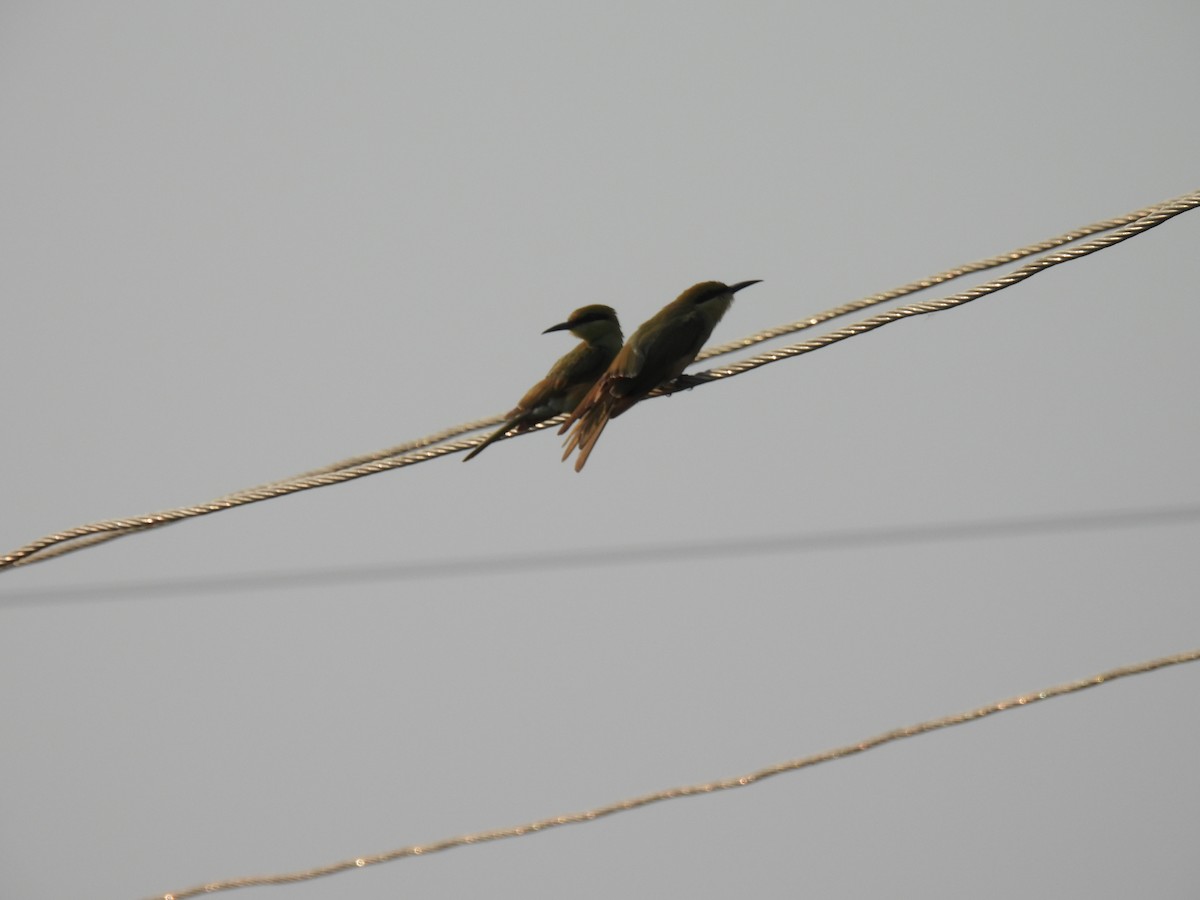 Blue-tailed Bee-eater - ML620468129