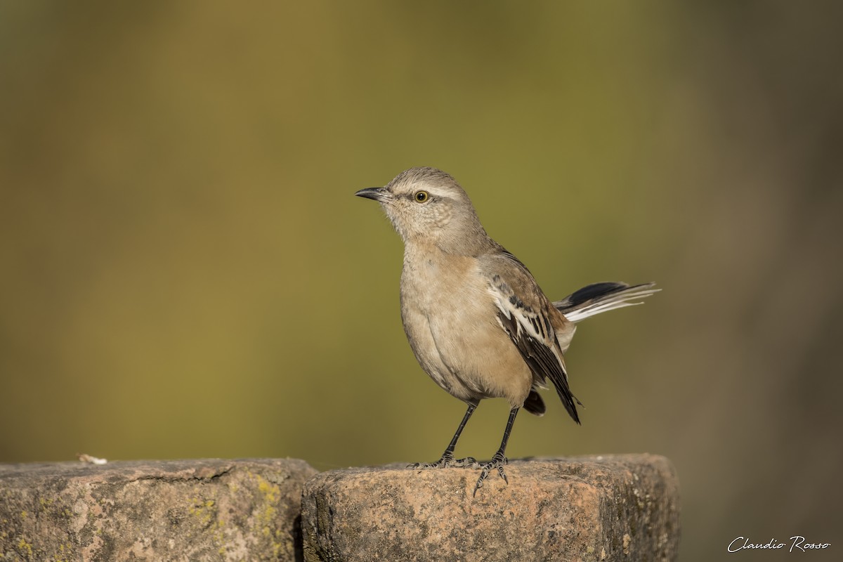 White-banded Mockingbird - ML620468132