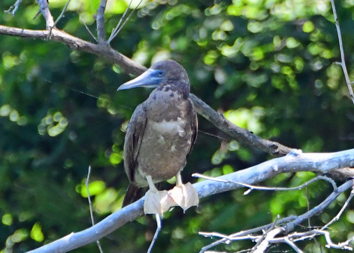 Brown Booby - ML620468133