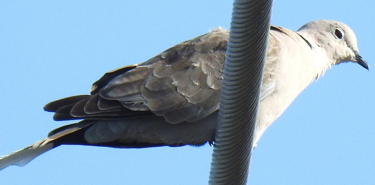 Eurasian Collared-Dove - ML620468138