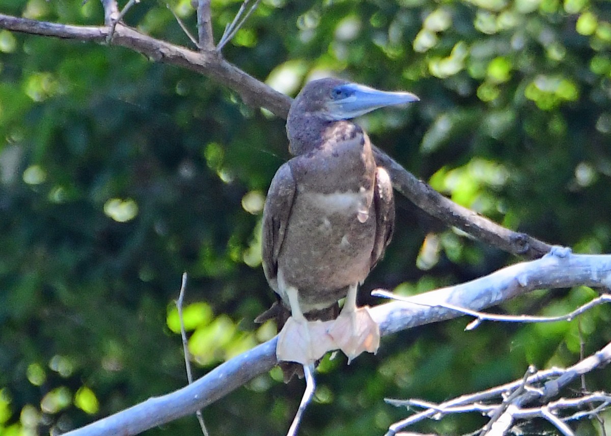 Brown Booby - ML620468148