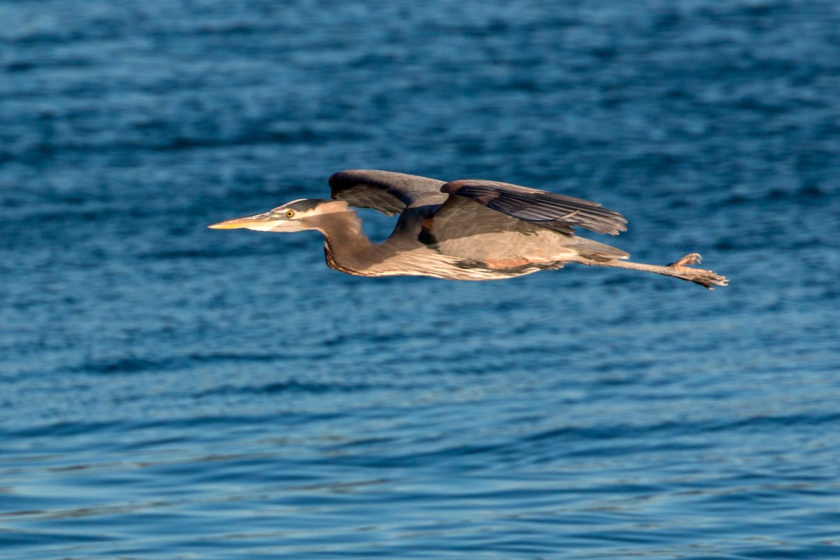 Great Blue Heron - ML620468149