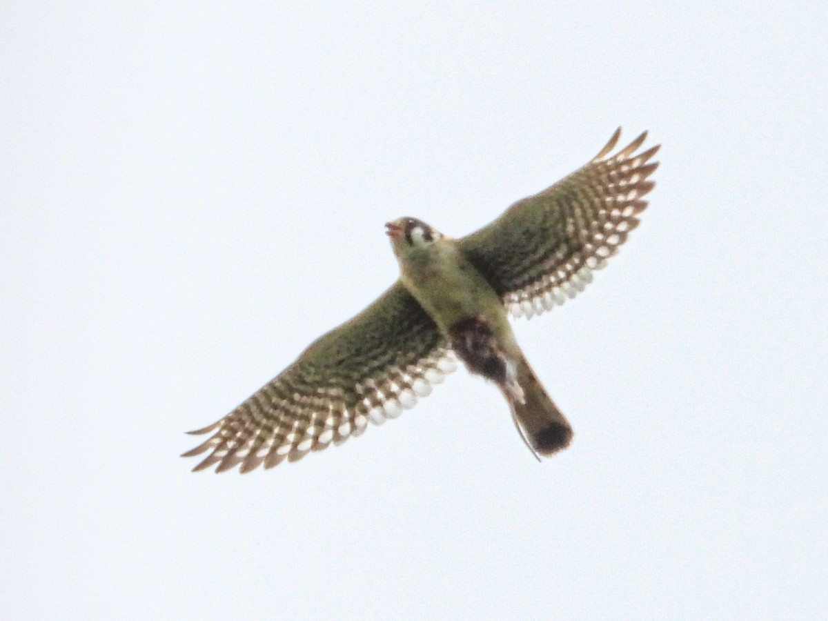 American Kestrel - ML620468156