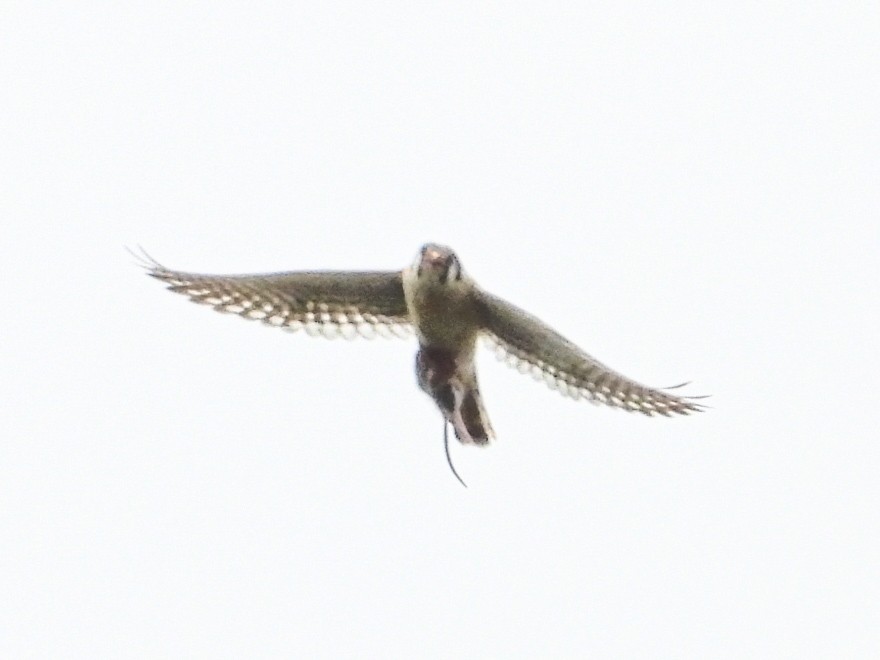 American Kestrel - ML620468157