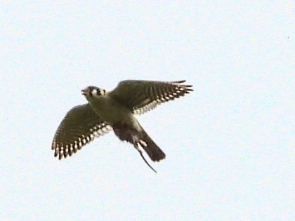 American Kestrel - ML620468160