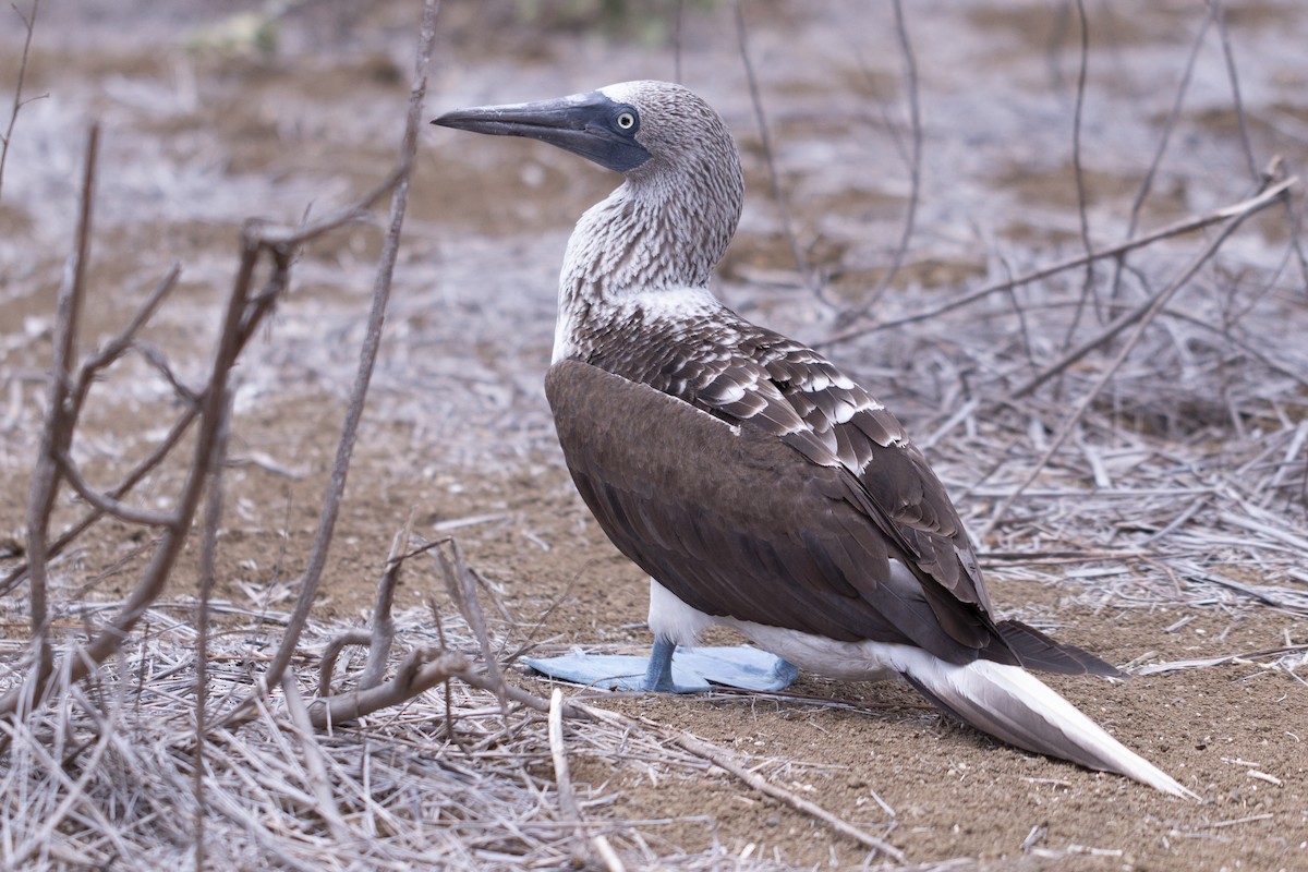 Blue-footed Booby - ML620468169