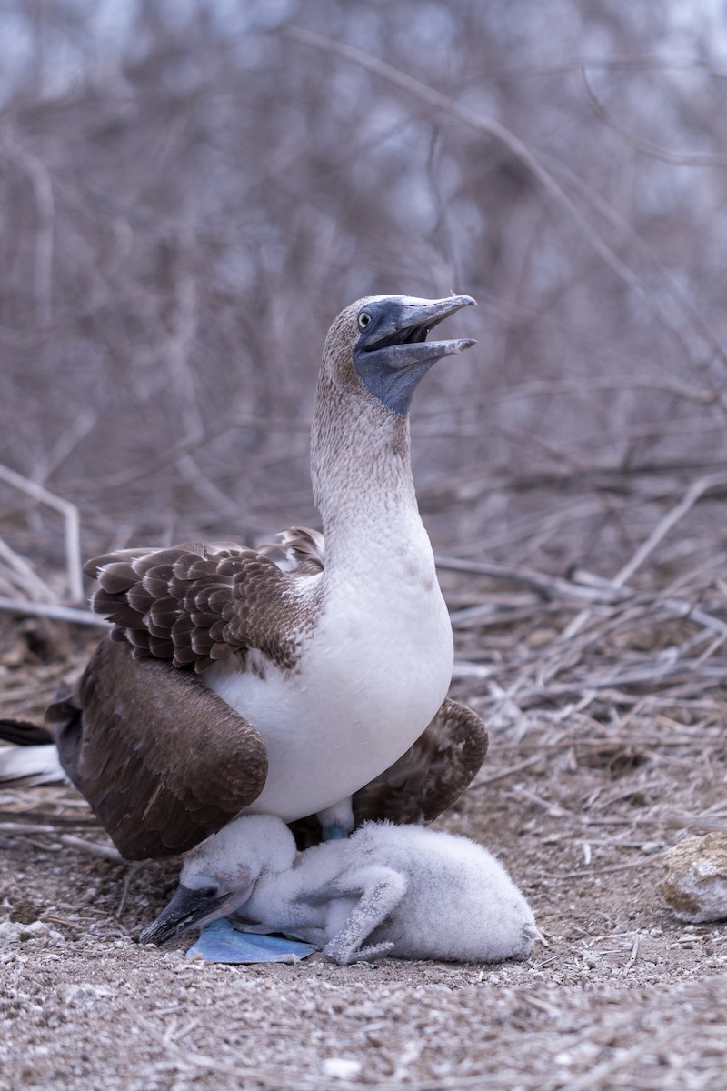 Fou à pieds bleus - ML620468172