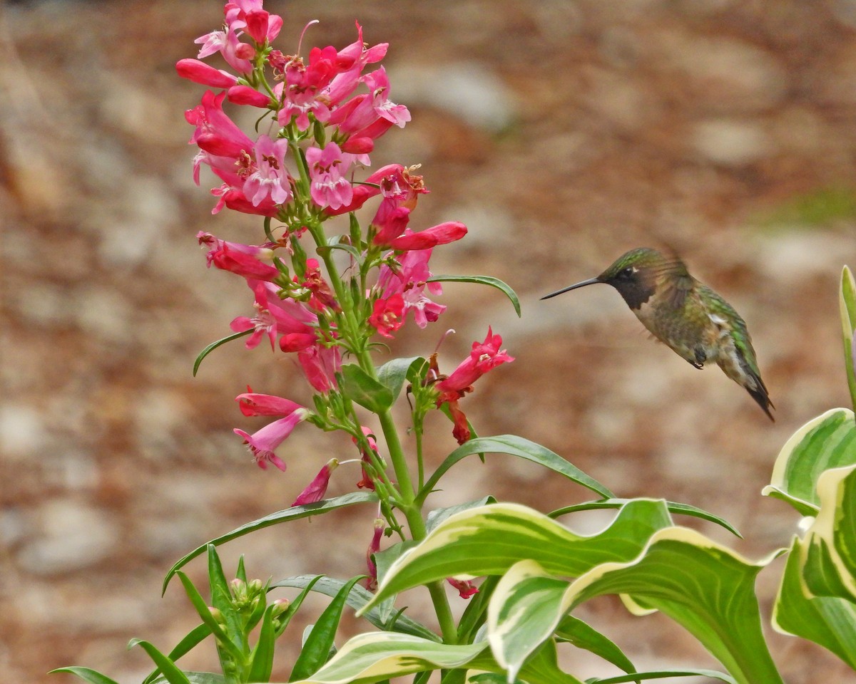 Ruby-throated Hummingbird - ML620468177