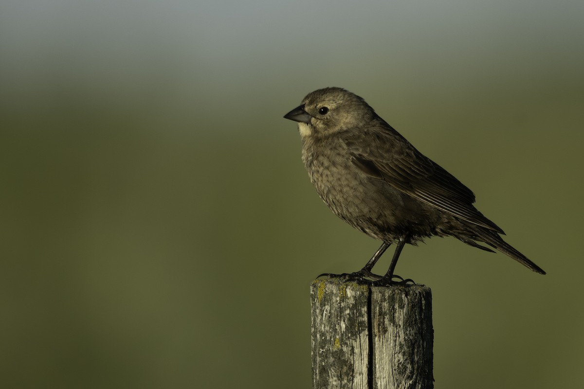 Brown-headed Cowbird - ML620468182