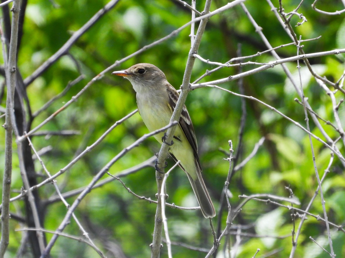 Willow Flycatcher - ML620468184