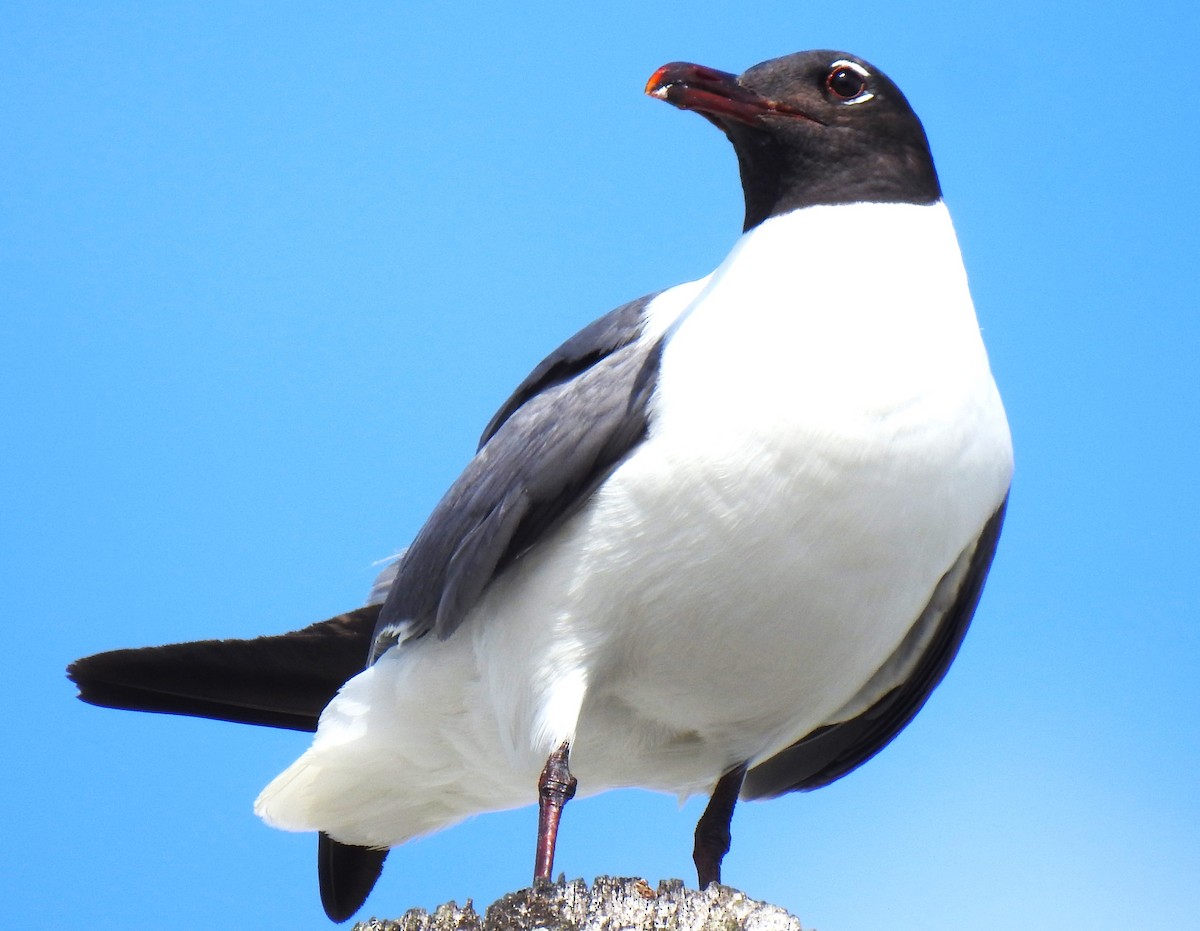 Laughing Gull - ML620468186