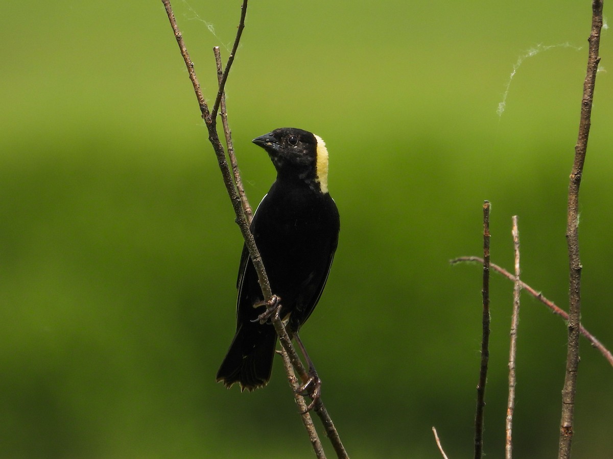 Bobolink - ML620468190